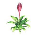Bromeliad