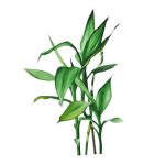 Lucky-Bamboo