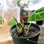 Noot-Frydek-Indoor-Plant-Organic-Fertilizer-Marked