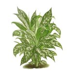 Aglaonema