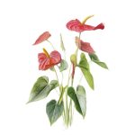 Anthurium