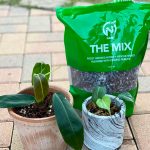 aroid-potting-mix.jpg