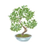Bonsai