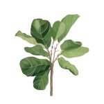 fiddle-leaf-fig-plant