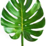 green-leaves-monstera-Y2L6H6D.jpg
