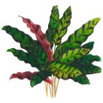 Maranta