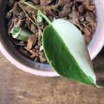 monstera-node-growth