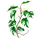 Monstera