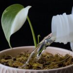 noot-hero-video thumbnail 1