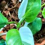plant-larger-leaves-leaf