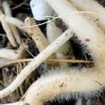 plant-root-mycorrizhae-fungi