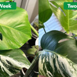 v_monstera_leaves_progress